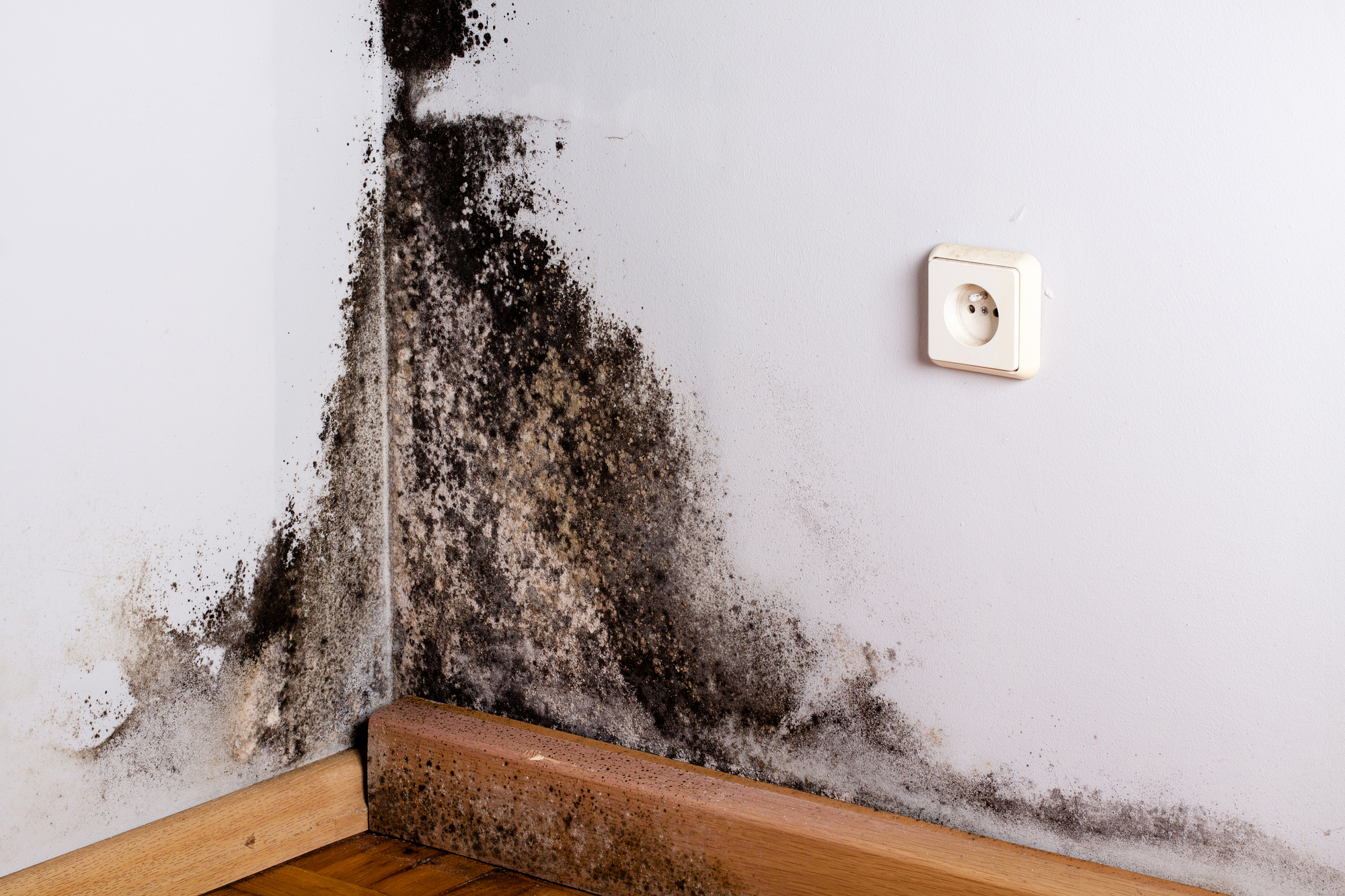 black mold growing in a home